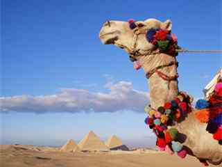 駱駝_駱駝圖片_沙漠駱駝圖片_駱駝桌面壁紙、手機壁紙_駱駝動物壁紙