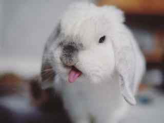 小兔子_可愛小兔子圖片壁紙_毛氈小兔子圖片_小兔子手機壁紙_可愛動物壁紙
