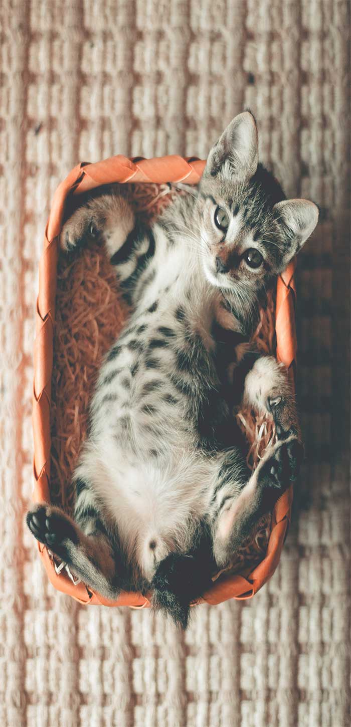 篮子中的可爱小猫超清唯美手机壁纸图片