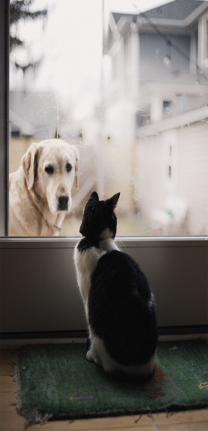 隔窗相望的猫和狗超清唯美桌面壁纸图片
