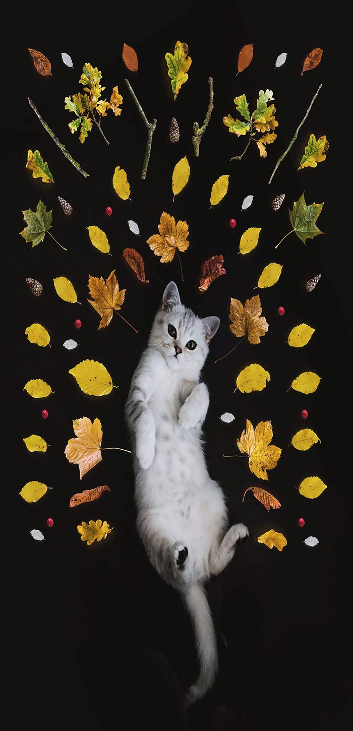 可爱小猫壁纸被树叶包围的小猫高清唯美桌面壁纸图片