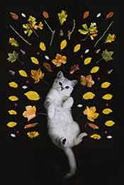 可爱小猫壁纸被树