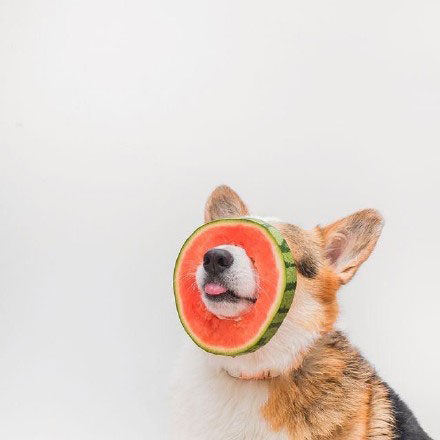 創意柯基犬吃西瓜超可愛手機壁紙