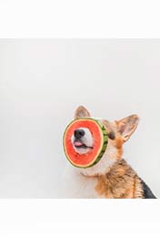 創意柯基犬吃西瓜