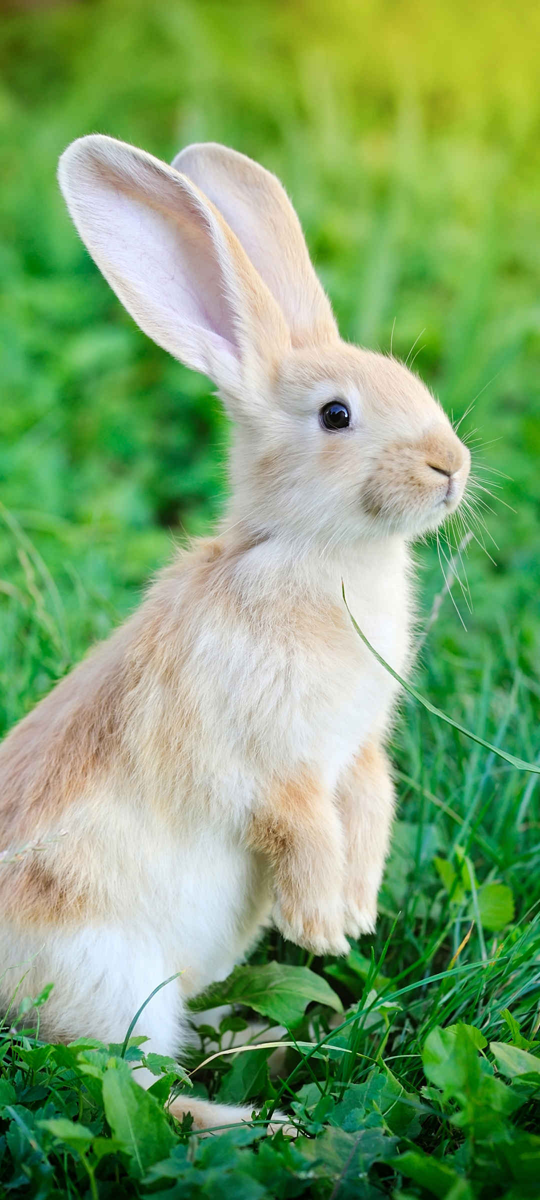 长耳朵兔子小动物壁纸高清图片