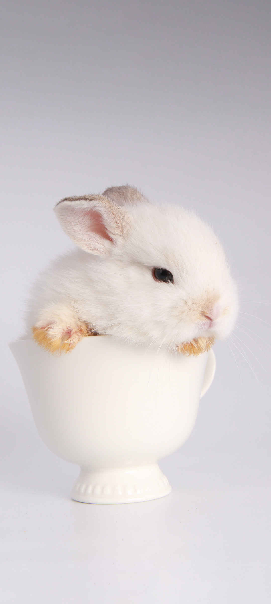 杯子里可爱小白兔
