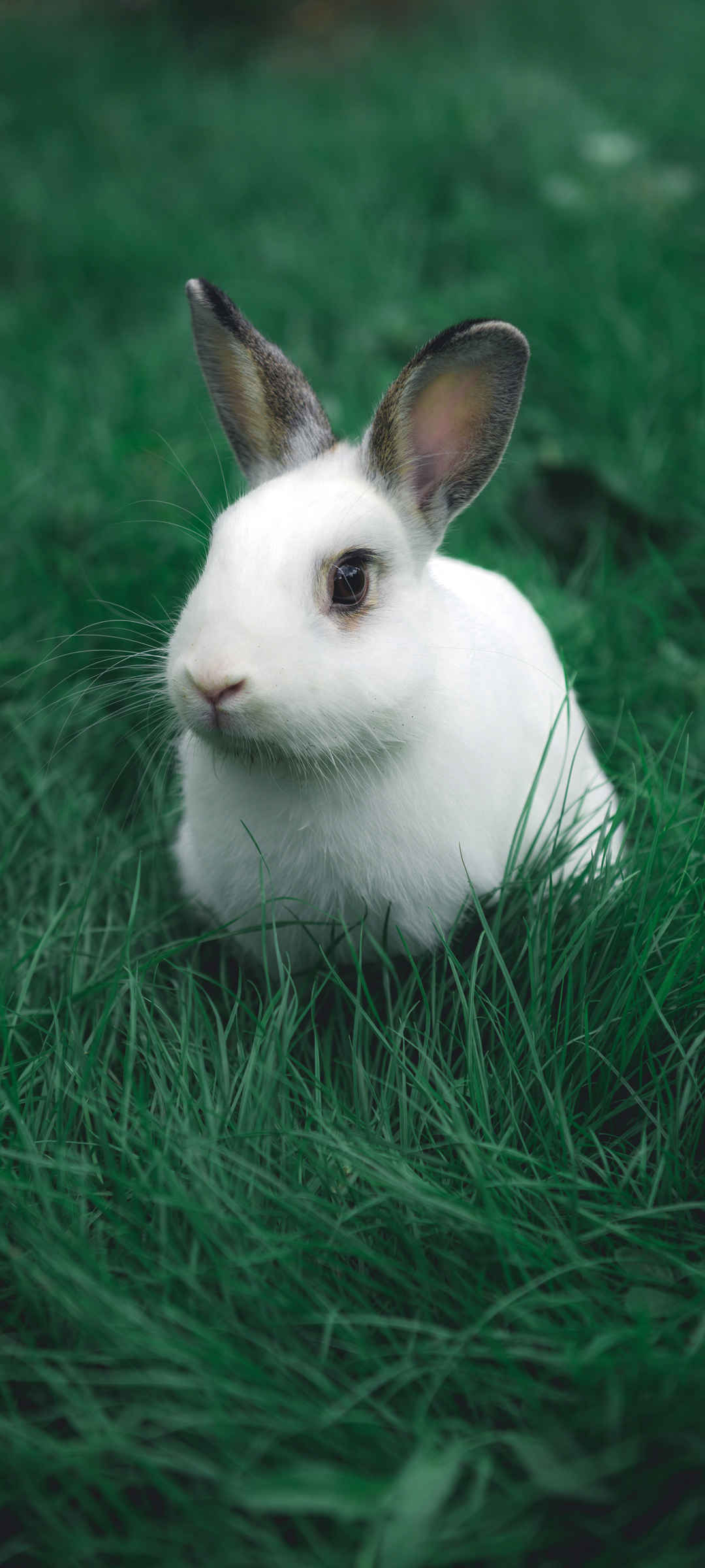 可爱小白兔子动物壁纸呆萌