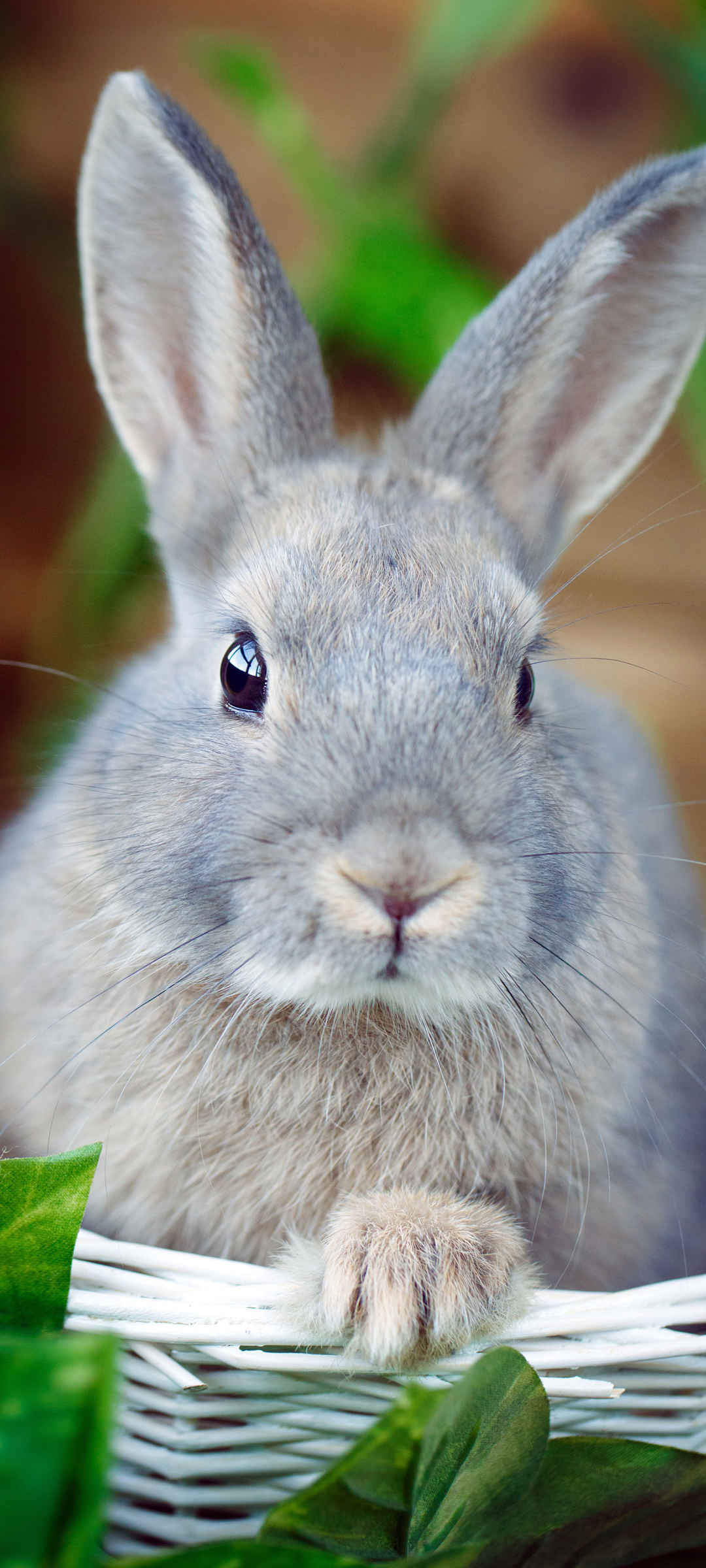 可爱软萌灰色兔子