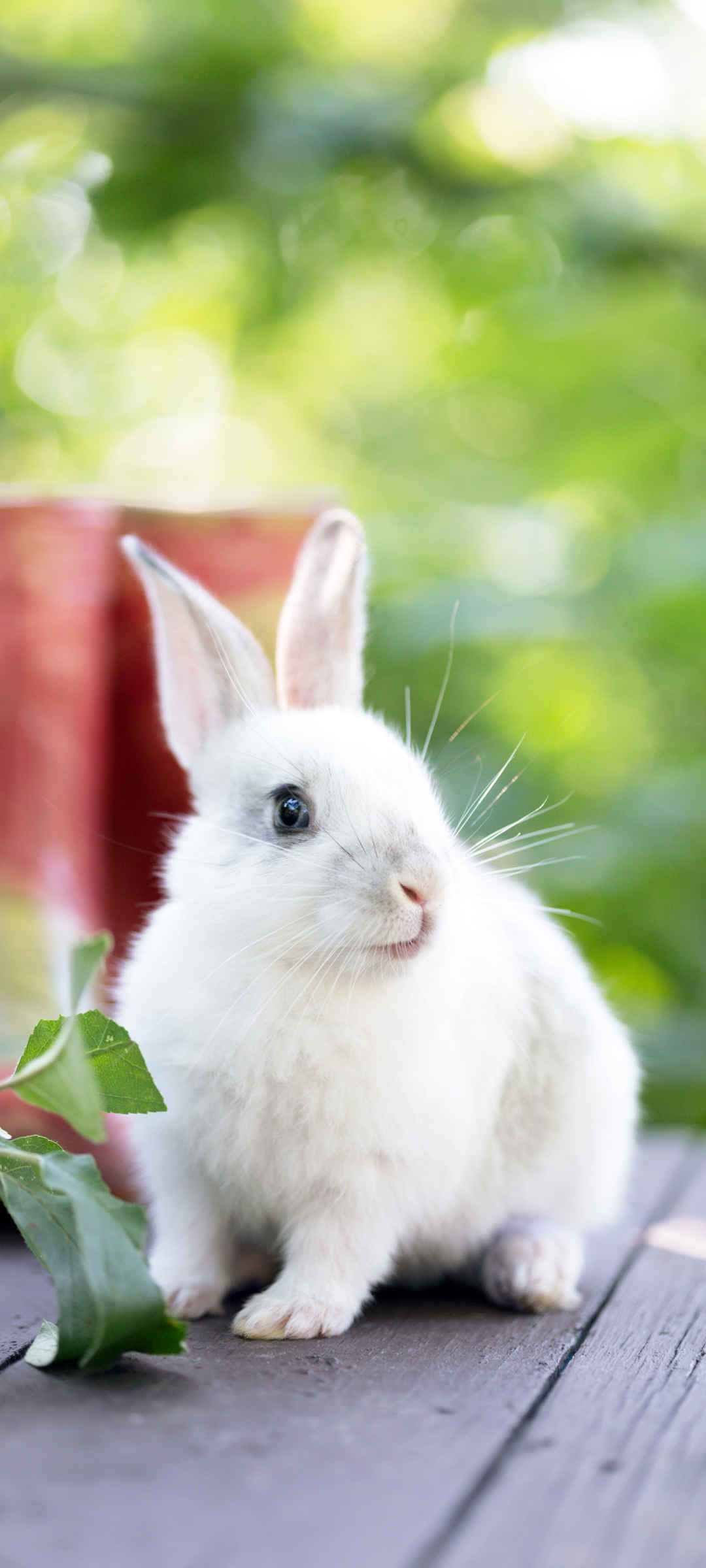 可爱软萌白色兔子