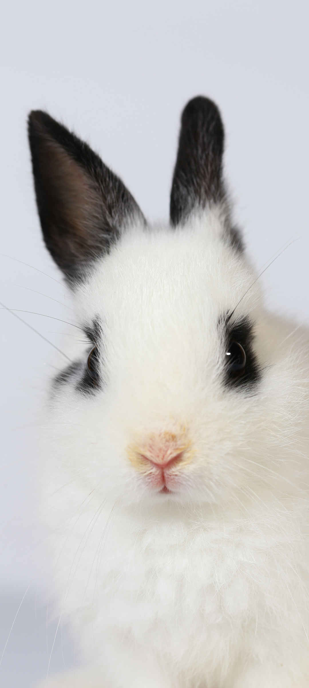 黑色耳朵白色兔子