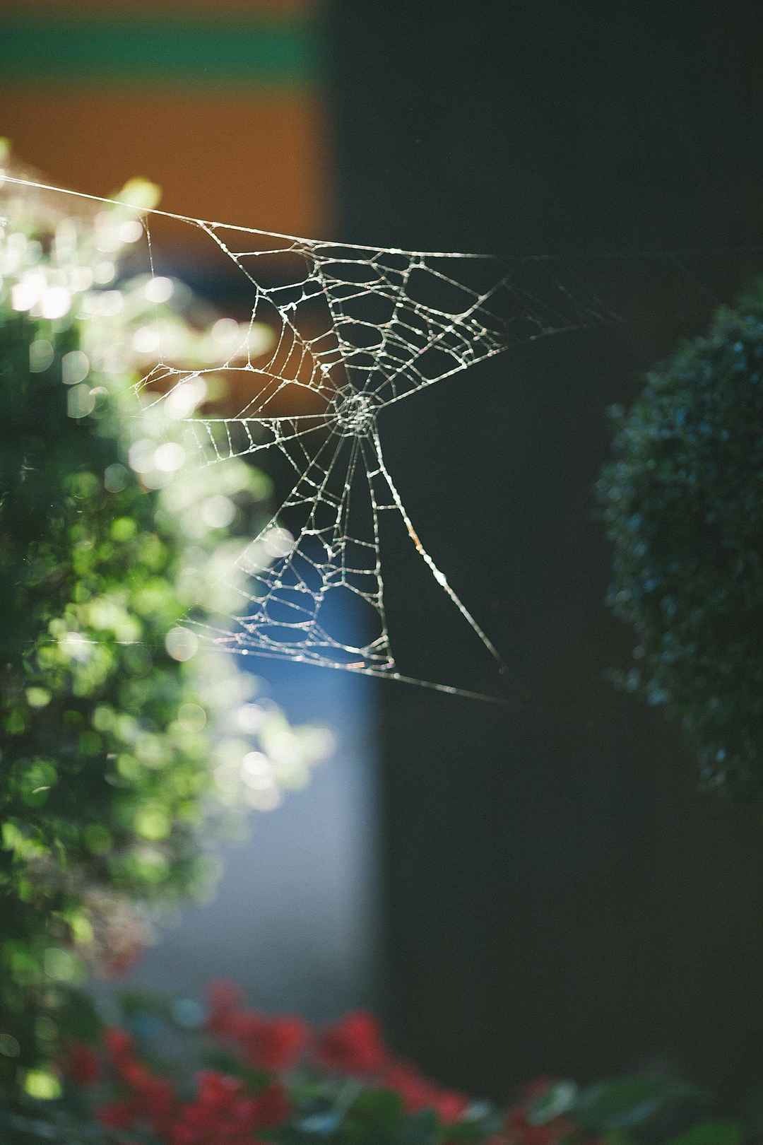 致密结实的蜘蛛网