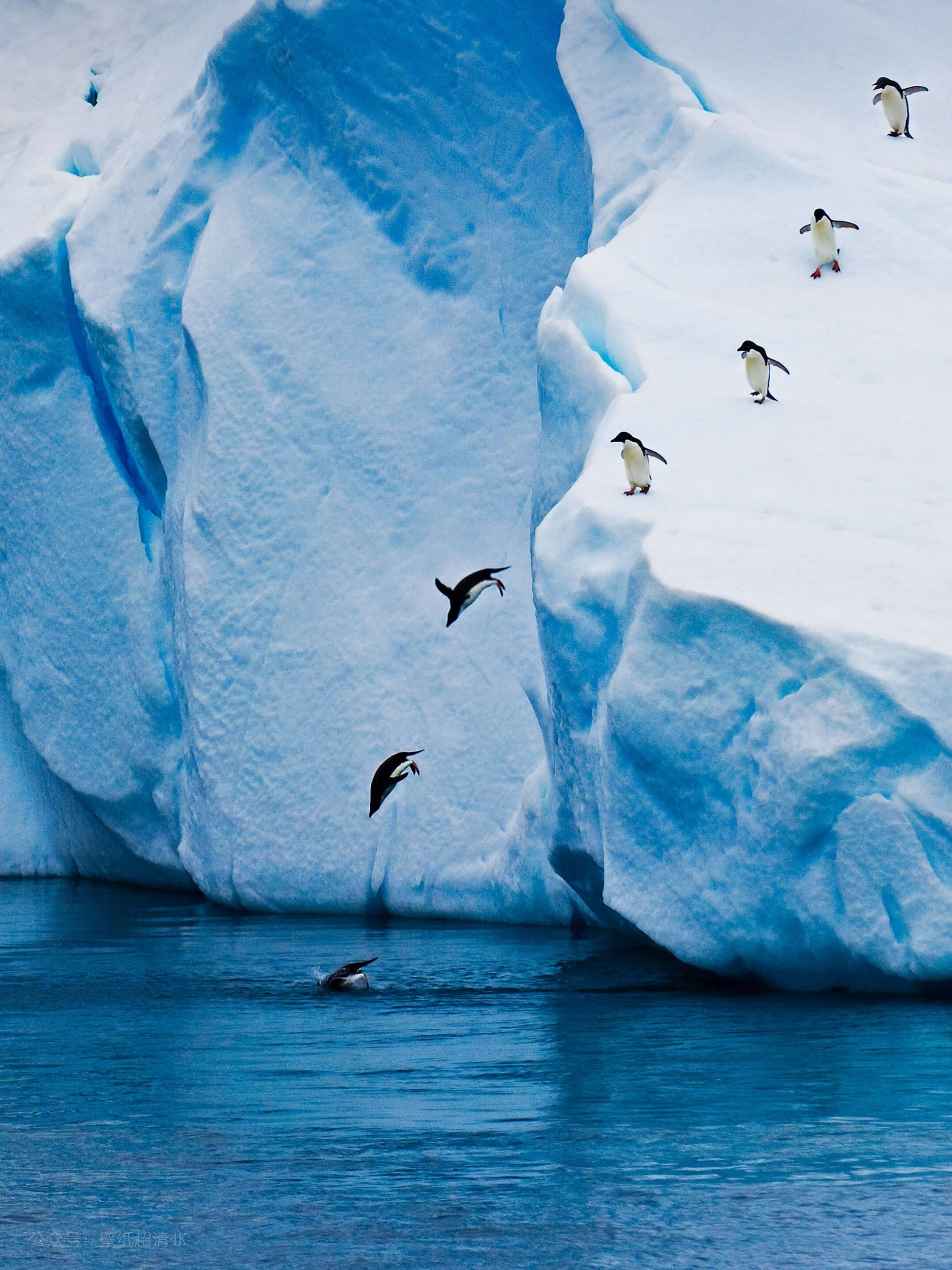 冰川上跳水的企鹅