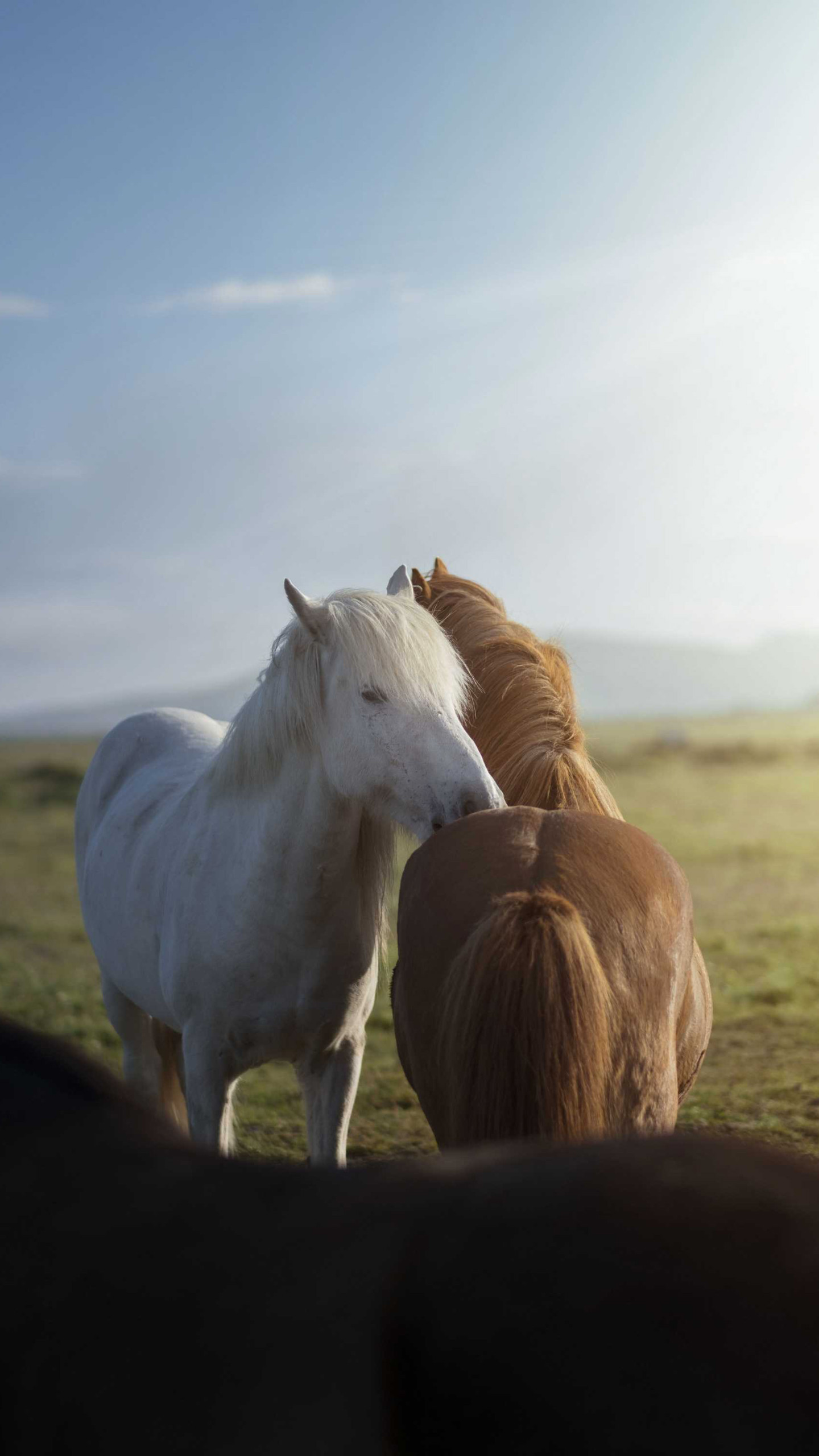 草原上頭碰頭的白馬和棕馬手機壁紙