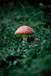 森林里的野生蘑菇超清唯美手机壁纸图片