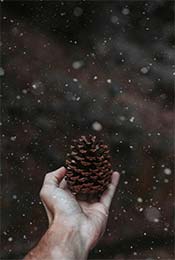 大雪和手中的松果超清唯美手机壁纸图片