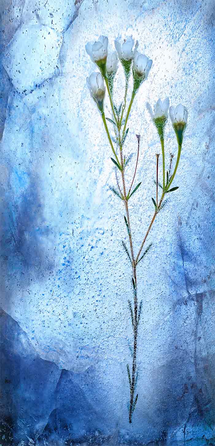 被蓝色海水冰封的一束鲜花超清唯美手机壁纸图片