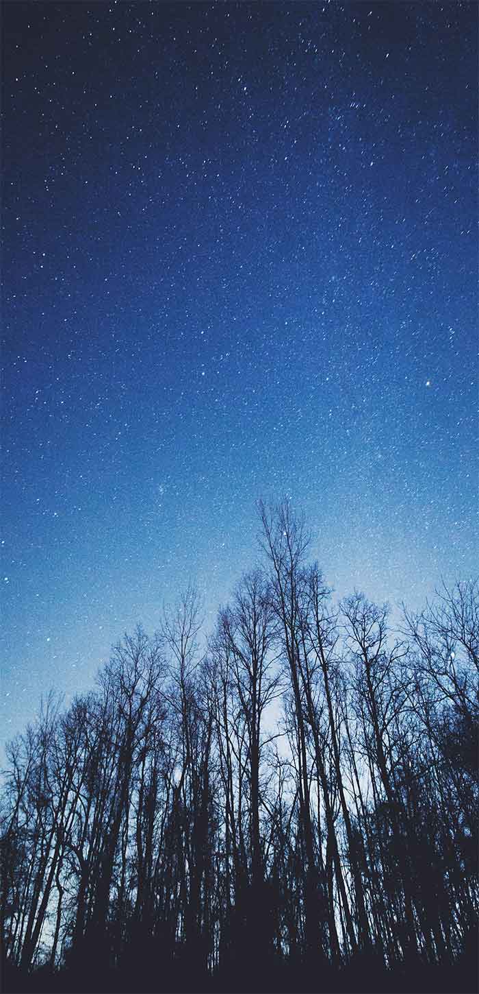 冬天森林上的晴朗星空超清唯美手机壁纸图片
