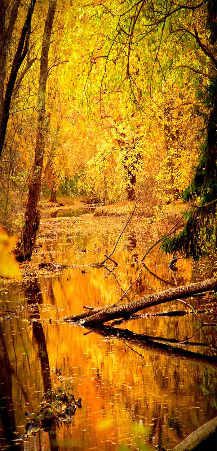 秋天森林中的静谧河流超清唯美手机壁纸图片
