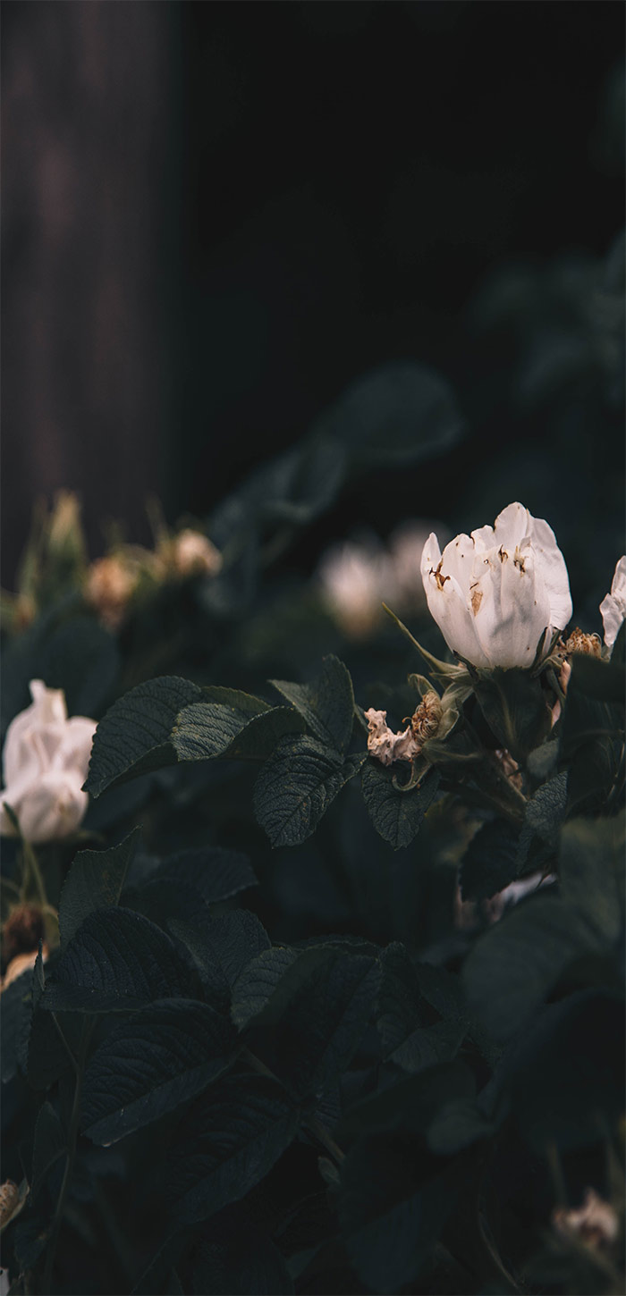 花丛中的白色玫瑰超清唯美手机壁纸图片