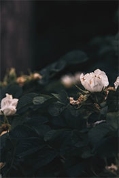 花丛中的白色玫瑰