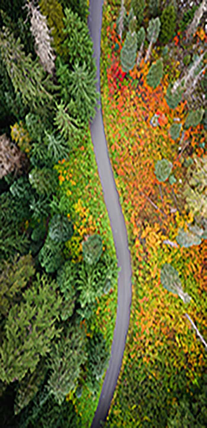 绿色森林的小路超清唯美手机壁纸图片
