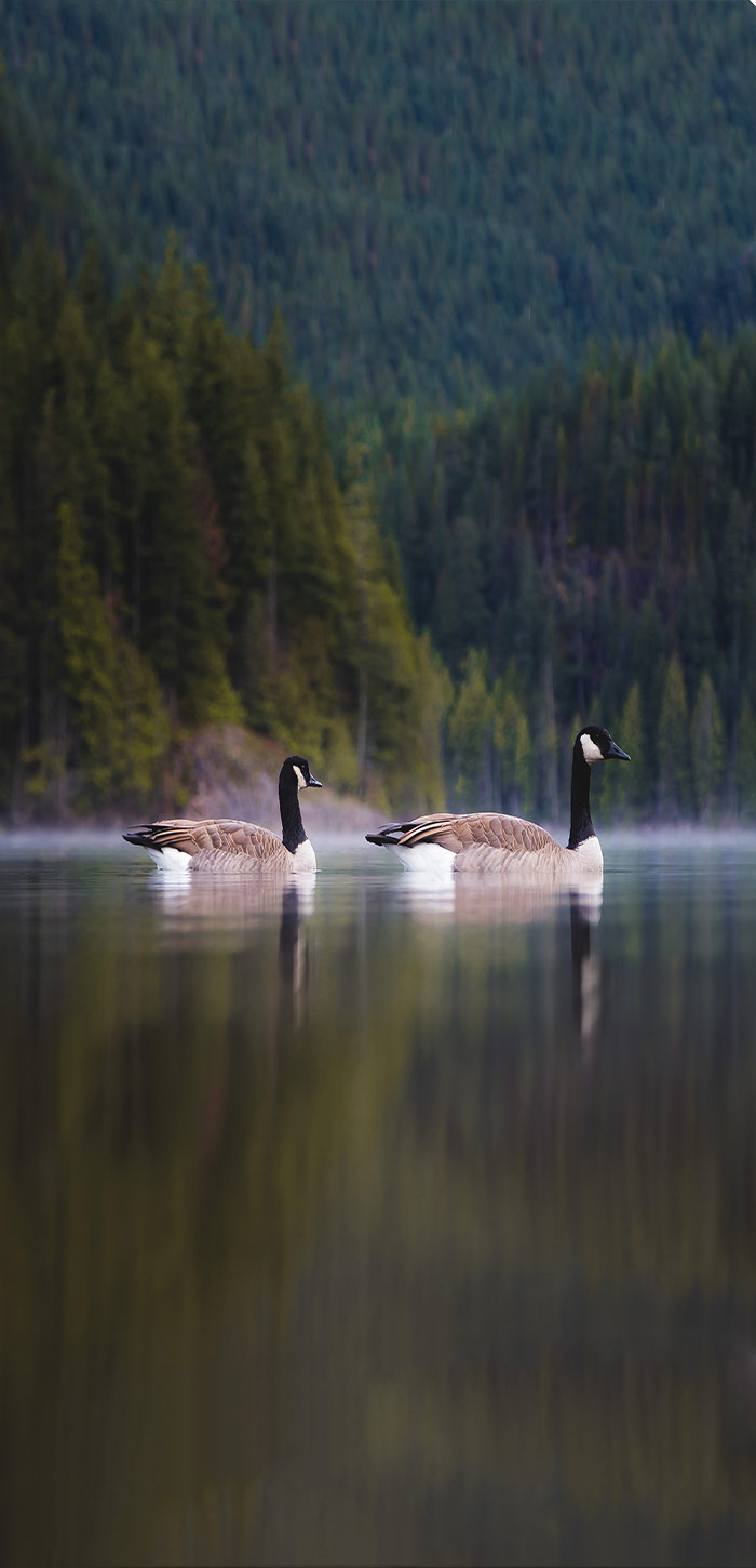 宁静湖中的两只野鸭高清唯美手机壁纸图片