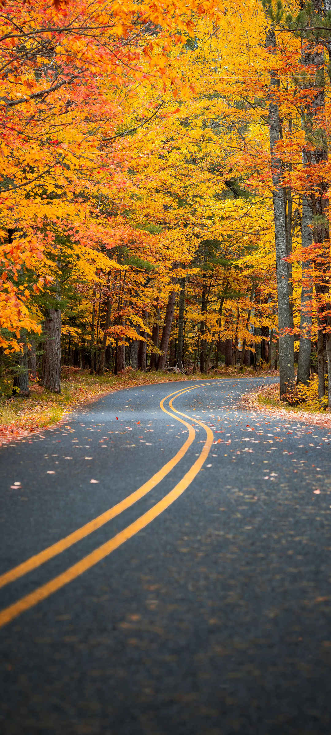 秋天 公路 风景 高清 图片
