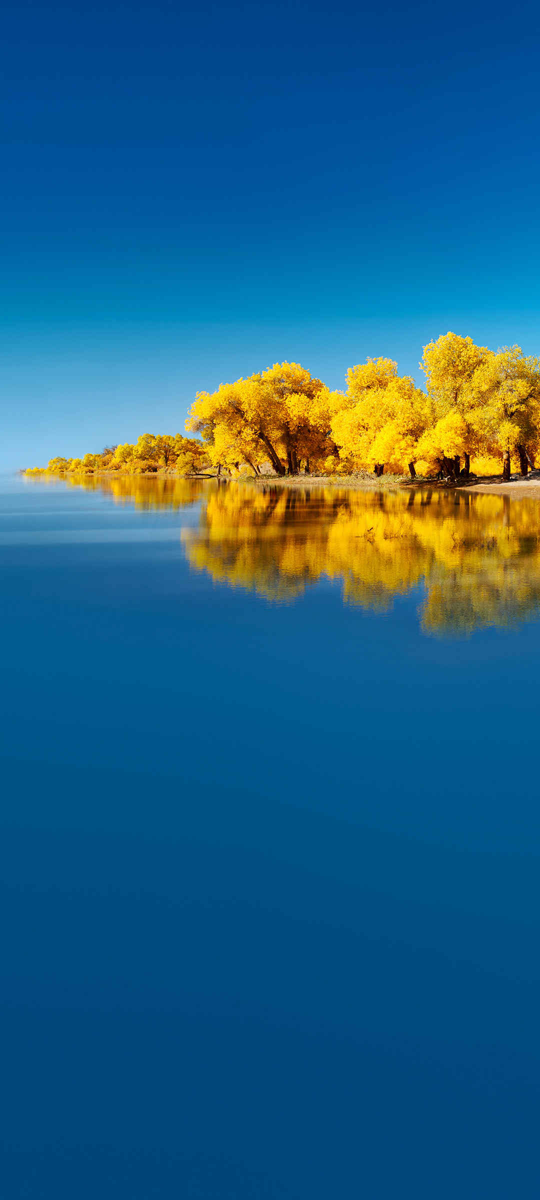 秋天 树 湖水 华