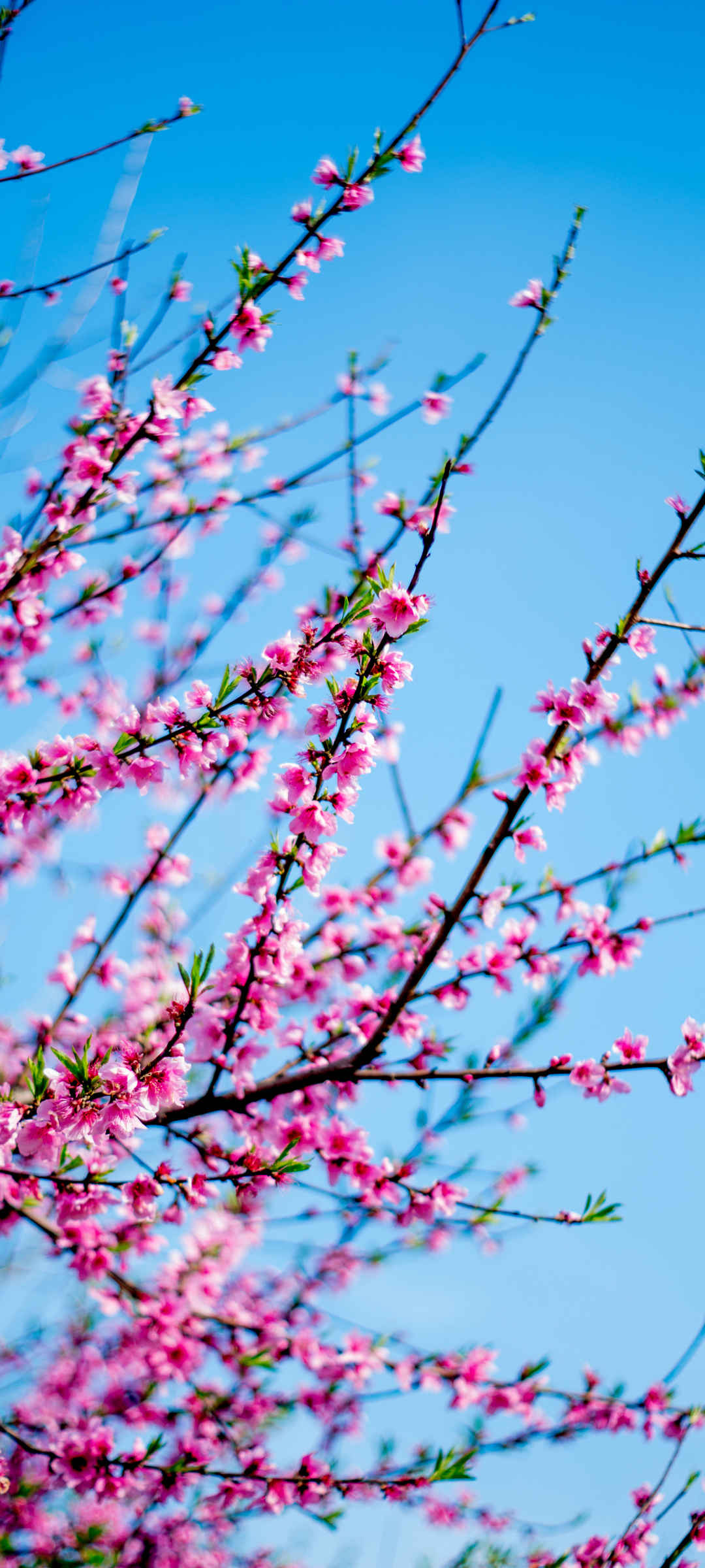 樱花 天空 春天图片风景壁纸