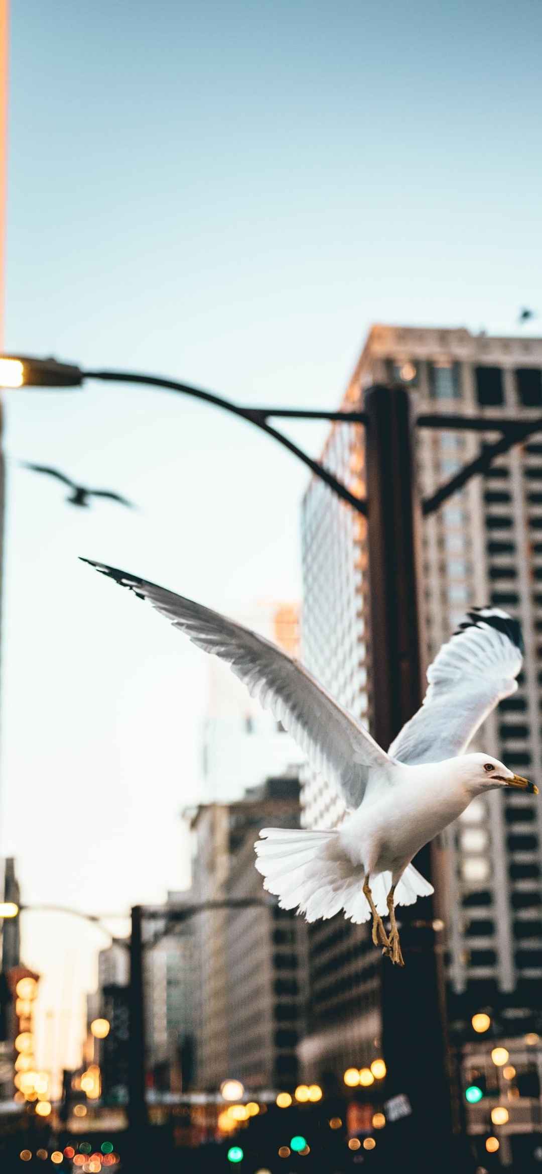 建筑攝影城市鴿子