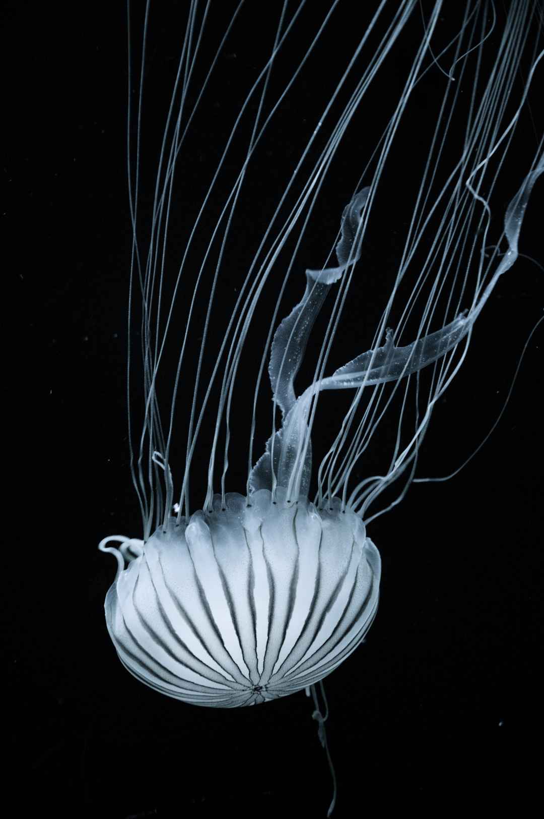 海蜇 触角 水母 