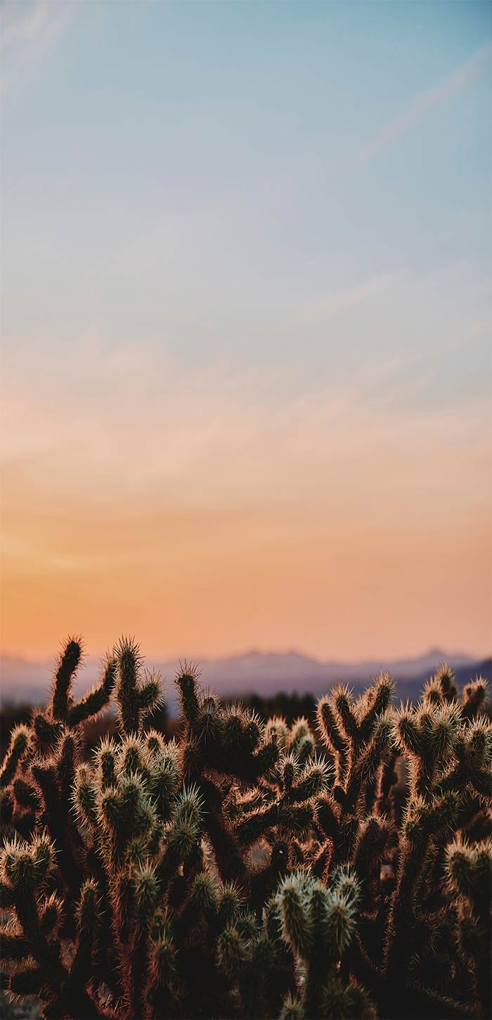 日落时沙漠中的仙人掌超清唯美桌面壁纸图片