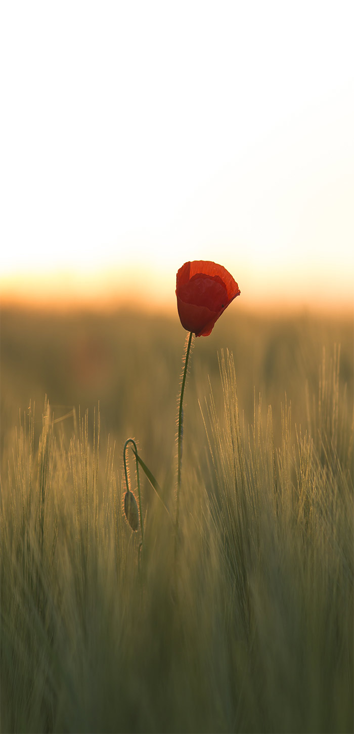 清晨荒草中的红色鲜花超清唯美手机壁纸图片
