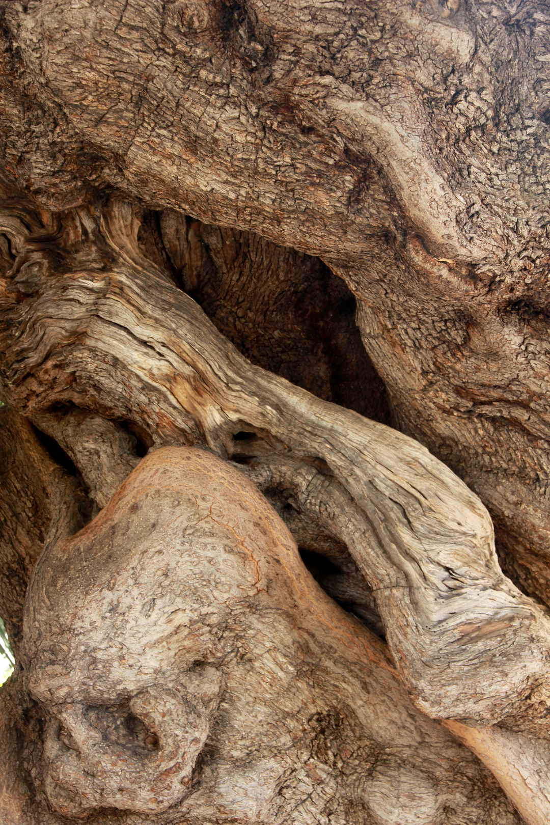 古老滄桑的橄欖樹