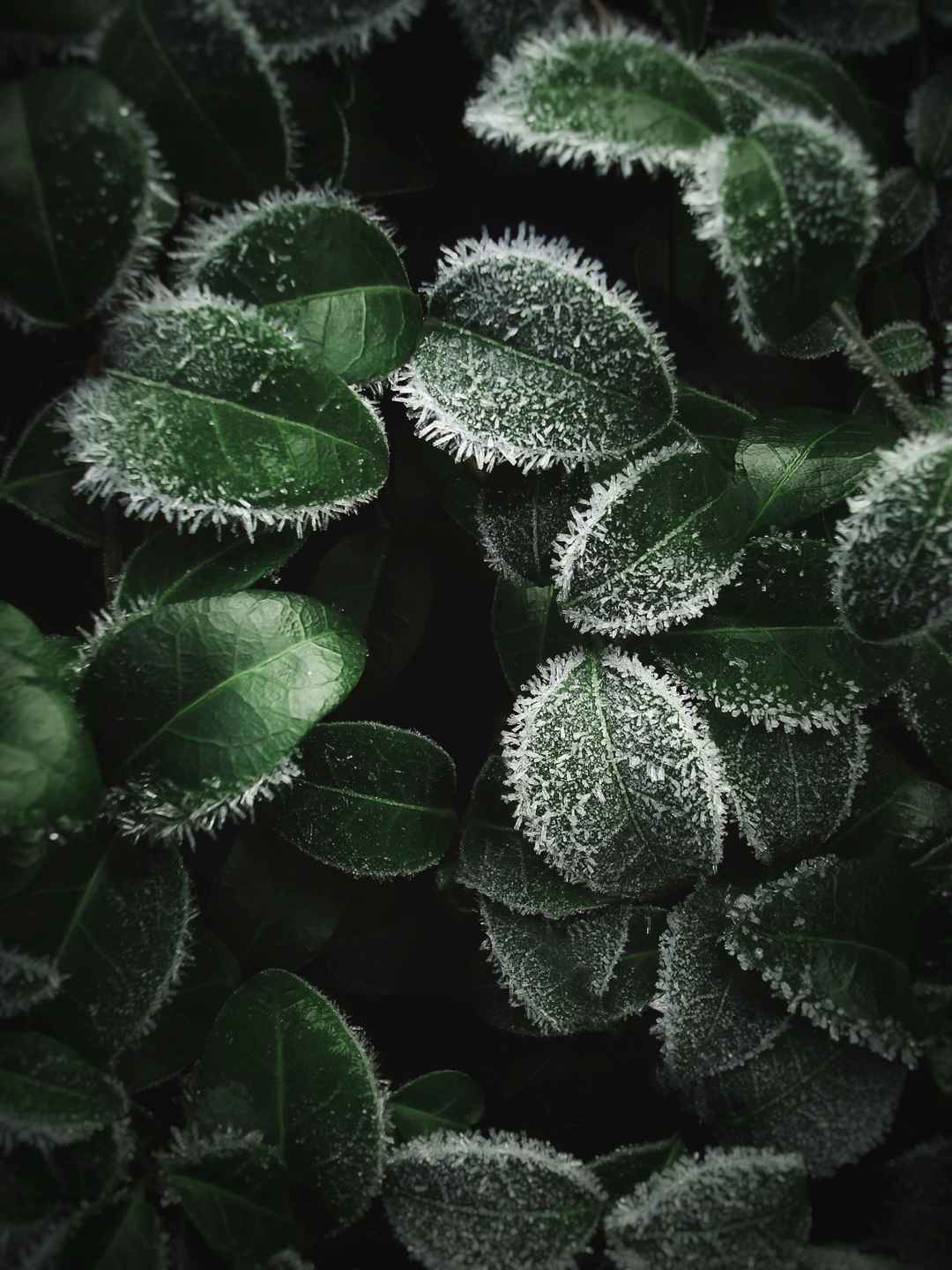 霜冻叶子壁纸图片