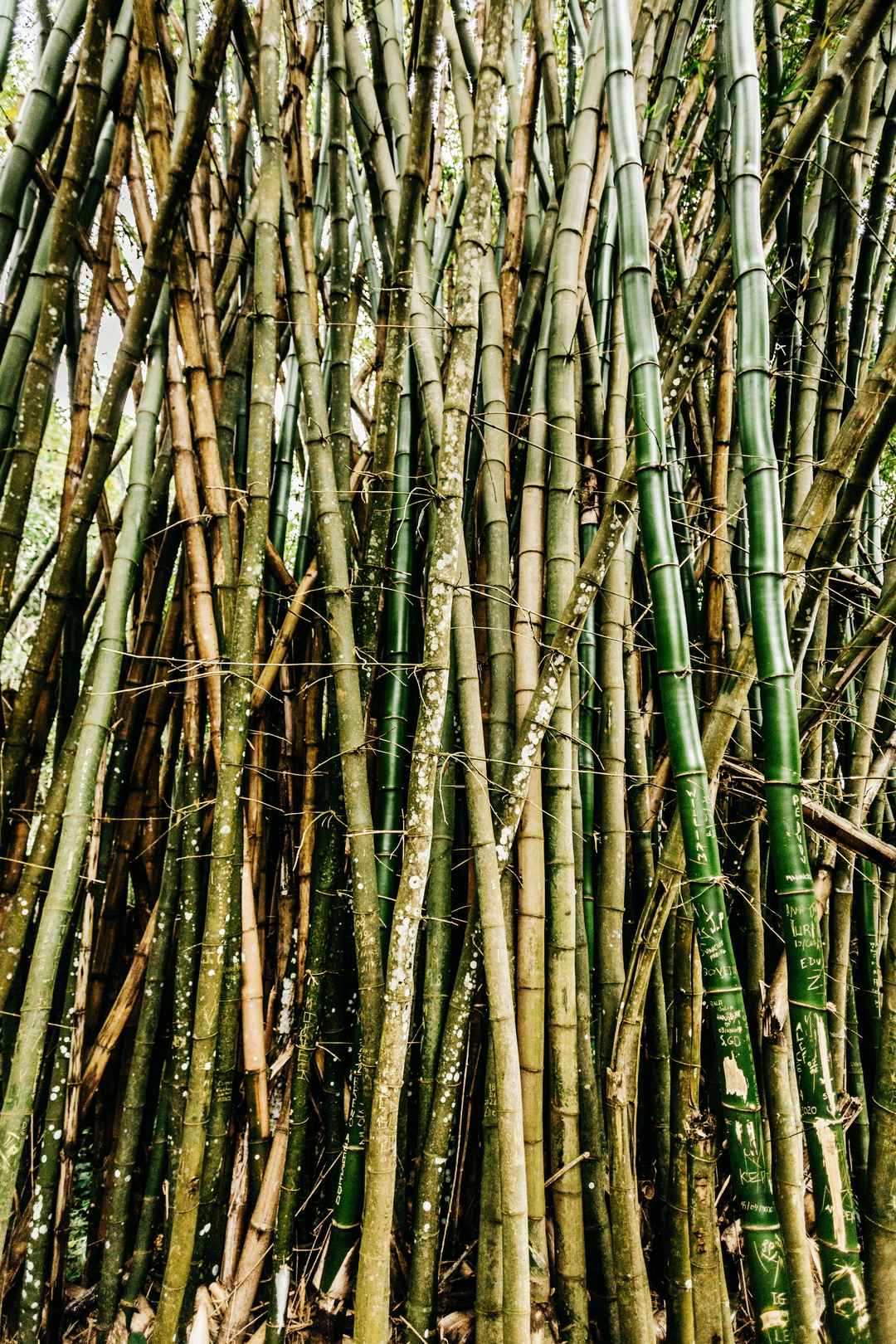 森林绿色竹子图片