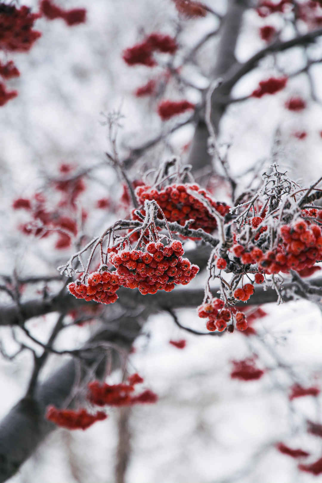 冬天树枝红浆果手