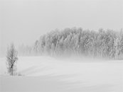 大雪天的森林外围超清唯美桌面屏保图片