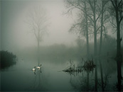 浓雾中宁静湖泊上的白天鹅超清唯美桌面屏保图片