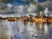 宁静湖泊中自由遨游的群鸭超清唯美桌面屏保图片