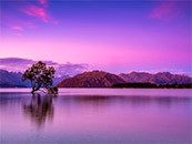紫色天空下宁静湖泊上顽强生长的大树超清唯美桌面屏保图片