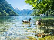 绿色山间透明湖泊中的野鸭超清唯美桌面屏保图片