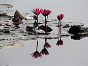 湖泊中莲叶上的红色莲花超清唯美桌面屏保图片