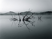 清晨宁静湖泊中树枝的倒影超清唯美桌面屏保图片