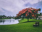 湖边草坪上的巨大花树超清唯美桌面屏保图片