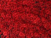 红色的玫瑰花海超清唯美桌面屏保图片