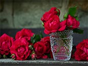 水杯中的玫瑰花超清唯美桌面屏保图片