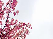 天空下树上的粉色花朵超清唯美桌面屏保图片