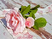 一朵粉色可爱玫瑰花超清唯美桌面屏保图片