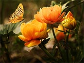 黄色花朵上的黄色蝴蝶超清唯美桌面屏保图片